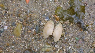 Saint-Malo, Brittany, Fransa 'da kayalar, deniz kabukları, deniz yosunu ve Corbiere Körfezi' nin kayalıklarında deniz yosunu..