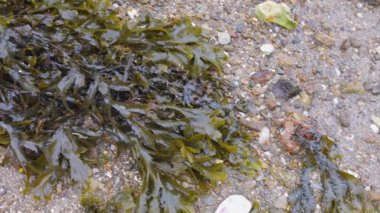 Saint-Malo, Brittany, Fransa 'da kayalar, kumlu sahilde deniz yosunu ve Corbiere Körfezi' nin kayalıkları..