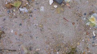 Saint-Malo, Brittany, Fransa 'da kayalar, kumlu sahilde deniz yosunu ve Corbiere Körfezi' nin kayalıkları..