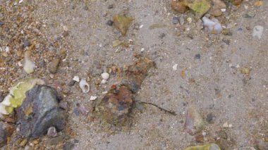 Deniz yosunlu kumsal, Corbier Sahili, Saint-Malo, Brittany, Fransa 'da çeşitli taş ve deniz kabukları.