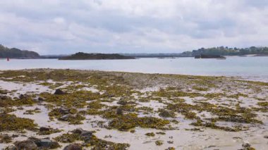 Deniz yosunlu ve kayalıklı kumsal Corbier Sahili, Saint-Malo, Brittany, Fransa.