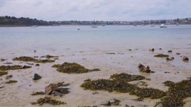 Tekneler, kumlu kıç, Corbiere Körfezi 'nde deniz yosunu, Saint-Malo, Brittany, Fransa.