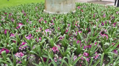 PARİS, FRANCE - 21 Nisan 2025: Güzel bahar çiçekleri mor hanım evlatları ve zarif heykel Lüksemburg Bahçelerinde Dans Eden Faun.