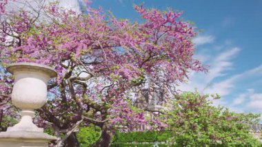Baharda Tuileries Bahçesi 'nde güzel heykeller, çiçek açan ağaçlar ve Louvre, Paris, Fransa manzarası..