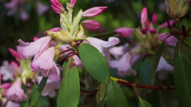 Berrak, güneşli bir günde bir bahar parkında parlak pembe çiçeklerle açan yemyeşil bir çalı. Yakın çekim görünümü.