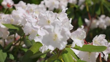 Berrak, güneşli bir günde bir bahar parkında büyük beyaz çiçeklerle açan yemyeşil bir çalı. Yakın çekim görünümü.