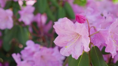 Berrak, güneşli bir günde bir bahar parkında parlak pembe çiçeklerle açan yemyeşil bir çalı. Yakın çekim görünümü.