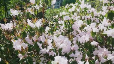 Bereketli bir çalı çalısı açık güneşli bir günde bahar parkında büyük beyaz çiçeklerle çiçek açıyor..