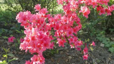 Açelya çalılarının dalları hafif rüzgarda hafif sallanan küçük, parlak pembe çiçeklerle.