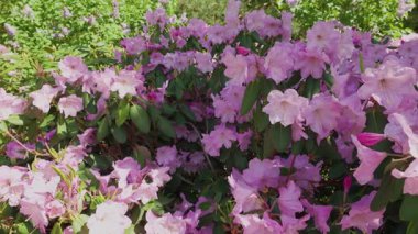 Berrak, güneşli bir günde bahar parkında leylak pembe çiçeklerle açan gür bir çalı çalısı..