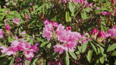 Bereketli bir çalı çalısı açık güneşli bir günde, bir bahar parkında pembe çiçeklerle çiçek açıyor..