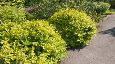 Bir bahar parkındaki patikada yavaş bir yürüyüş. Parlak sarı-yeşil boxwood çalılarını geçince top şeklinde kesilmiş..