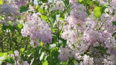 Leylak çalılarının dalları, açık güneşli bir günde açık bir bahar parkında hafif bir esintide sarkan soluk leylak çiçekleri kümeleri..