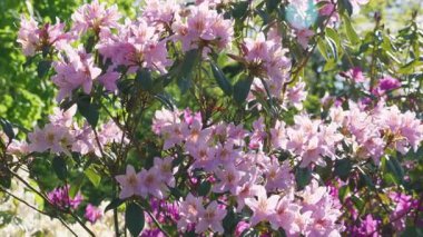 Bir arı, güneşli bir günde açık bir bahar parkındaki rhododendron çalılığında büyük leylak pembe çiçeklerden nektar toplar..