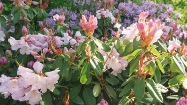 Bereketli bir rhododendron çalısı açık güneşli bir bahar gününde açık bir bahar parkında beyaz, mor ve leylak çiçekleriyle çiçek açar. Yakın çekim görünümü.