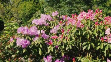 Açık güneşli bir günde, ilkbahar parkında büyük pembe ve soluk leylak çiçekleri açan yemyeşil orman çalıları..