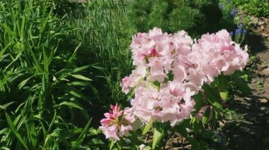 Açık güneşli bir günde bahar parkında çiçek açan yeşil rhododendron çalısı..