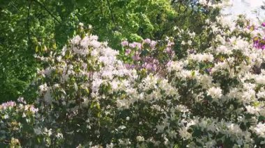 Bereketli bir rhododendron çalısı açık güneşli bir bahar gününde açık bir bahar parkında beyaz, mor ve leylak çiçekleriyle çiçek açar. Bir rhododendronun dalları hafif esintide sallanır.
