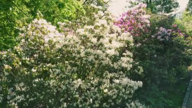 Bahar bahçesindeki bir ara sokakta, yemyeşil rhododendron çalıları beyaz ve pembe çiçeklerle çiçek açıyor..