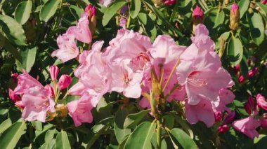 Berrak, güneşli bir günde, bir bahar parkında büyük pembe çiçekler açan yemyeşil bir çalı. Yakın çekim görünümü.