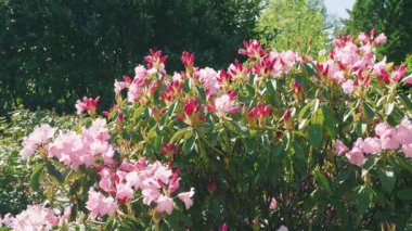 Bereketli bir çalı çalısı açık güneşli bir günde açık bir bahar parkında büyük, soluk pembe çiçekler ve parlak pembe tomurcuklar açar..