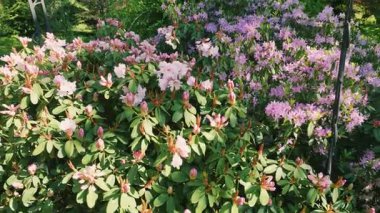 Yeşil yemyeşil rhododendron çalıları açık güneşli bir günde bir bahar parkında büyük pembe çiçeklerle çiçek açıyor..