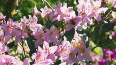 Berrak, güneşli bir günde bahar parkında leylak pembe çiçeklerle açan gür bir çalı çalısı..