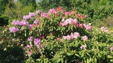 Bereketli bir çalı çalısı açık güneşli bir günde, bir bahar parkında pembe çiçeklerle çiçek açıyor..