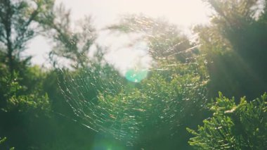 Güneşten gelen parlak arka plan ışıklarında büyük yuvarlak bir ağ parıldıyor..