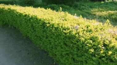 Güneşli bir günde, bahar parkında yeşil bir çit boyunca yavaş bir yürüyüş..