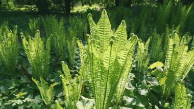 Eğrelti otları. Şık ve zarif eğreltiotu Athyrium filix-femina 'nın (kadın eğreltiotu) büyük yeşil tüylü yaprakları gölgeli bir açıklıkta güneşte.