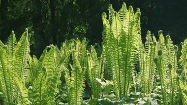 Şık ve zarif eğreltiotu Athyrium filix-femina 'nın (kadın eğreltiotu) büyük yeşil tüylü yaprakları gölgeli bir açıklıkta güneşte.