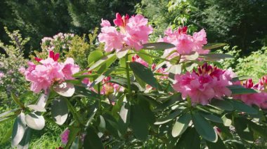 Bereketli bir çalı çalısı açık güneşli bir günde, bir bahar parkında pembe çiçeklerle çiçek açıyor..