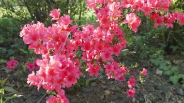 Açelya çalılarının dalları hafif rüzgarda hafif sallanan küçük, parlak pembe çiçeklerle.