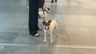 İki çekici Jack Russell Teriyer, sahibi ile birlikte havaalanı varış alanında misafirlerini bekliyor. Köpekler kuyruklarını sallıyor..
