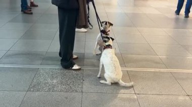İki çekici Jack Russell Teriyer, sahibi ile birlikte havaalanı varış bölgesinde misafirlerini bekliyor..