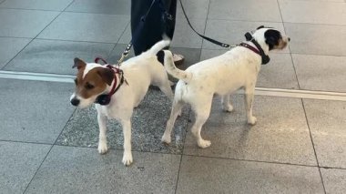 İki çekici Jack Russell Teriyer, sahibi ile birlikte havaalanı varış alanında misafirlerini bekliyor. Köpekler kuyruklarını sallıyor..