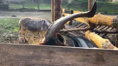 Büyük boynuzlu ve uzun saçlı bir kara keçi kırsalda bir çayırda yürüyor..