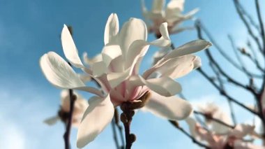 Büyük beyaz manolya çiçeği mavi gökyüzüne doğru hafif bir esintide sallanıyor..