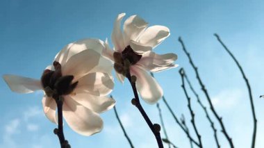 Büyük beyaz manolya çiçeği mavi gökyüzüne doğru hafif bir esintide sallanıyor..