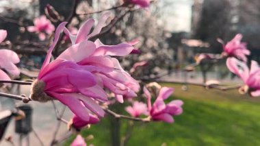 Büyük parlak pembe manolya çiçekleri bahar parkındaki yeşil çimenlerin arka planında hafif esintide sallanıyor..