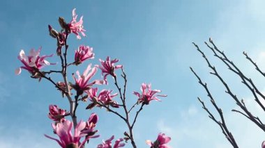Büyük parlak pembe manolya çiçeği mavi gökyüzüne doğru hafif esintide sallanıyor..