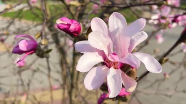 Büyük beyaz ve pembe manolya çiçekleri bahar parkında hafif esintide sallanıyor..