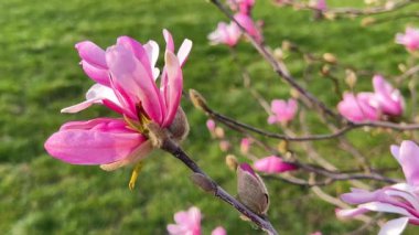 Büyük parlak pembe manolya çiçekleri bahar parkındaki yeşil çimenlerin arka planında hafif esintide sallanıyor..