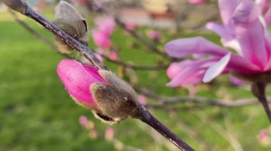 Büyük parlak pembe manolya tomurcukları ve çiçekler bahar parkındaki yeşil çimenlerin arka planında hafif esintide sallanıyor..
