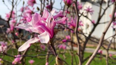 Büyük parlak pembe manolya çiçekleri bahar parkında hafif esintide sallanıyor..