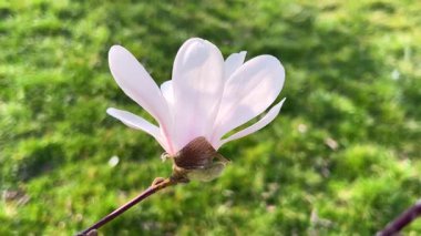 Büyük beyaz ve pembe yıldız şekilli manolya çiçekleri bahar parkındaki yeşil çimenlerin arka planında hafif esintide sallanırlar..