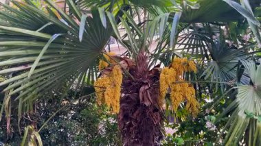 Paris, Fransa 'da güneşli bir günde süslü demirden balkonları ve mavi gökyüzü olan tarihi binanın önündeki Trachycarpus fal ağaçlarıyla iç avluda..