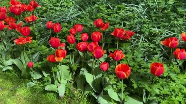 Saint-Jacques Kulesi, Paris, Fransa çevresindeki pitoresk parkta kırmızı lalelerden oluşan yemyeşil bir çiçek tarlası..