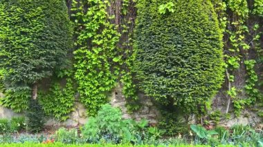 Louis de Sully malikanesinin avlusunda dikey bahçe XIII. Marais bölgesinde, Paris, Fransa 'nın 4. semtinde. 1967 'den beri Ulusal Anıtlar Merkezi' ne ev sahipliği yapmaktadır..